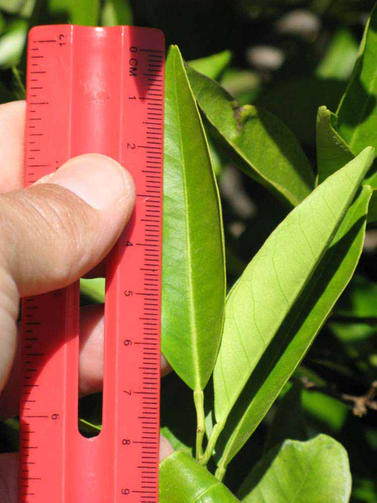            Unifoliolate leaf (Riverside, CA)   